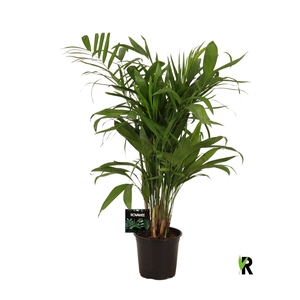 Chamaedorea seifrizii