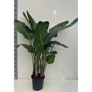 STRELITZIA NICOLAI