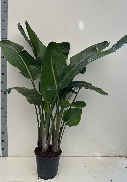 <h4>STRELITZIA NICOLAI</h4>