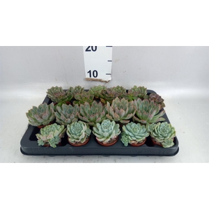 Echeveria   ...mix