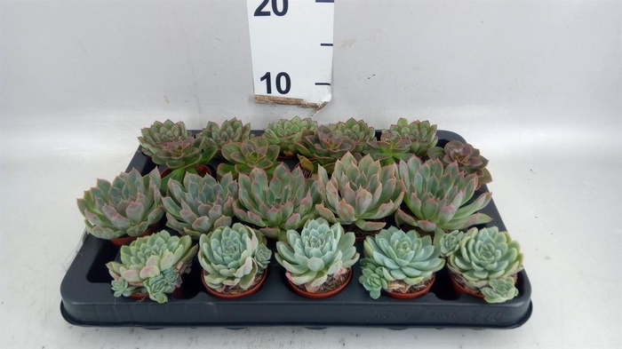 <h4>Echeveria ...mix</h4>