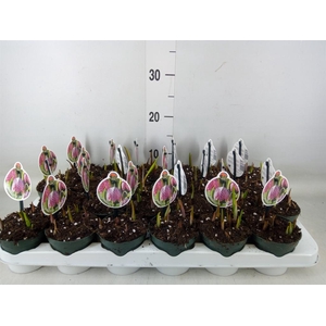 Fritillaria meleagris