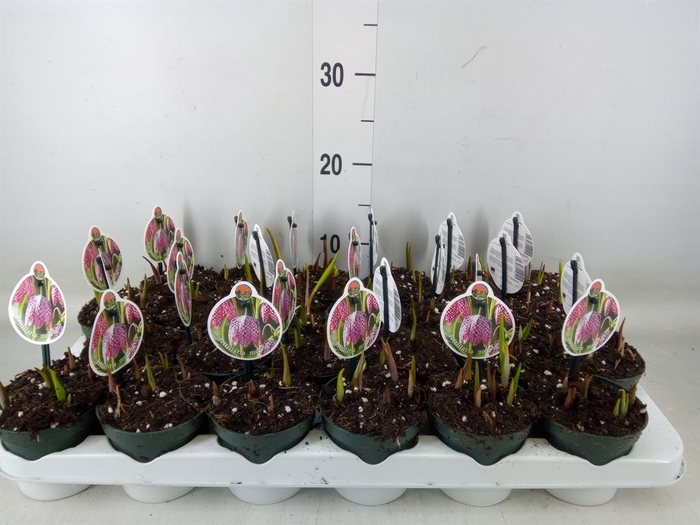 <h4>Fritillaria meleagris</h4>