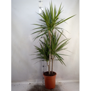 Dracaena marg.