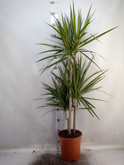 Dracaena marg.