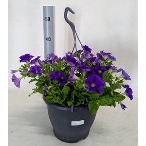 PET SKY BLUE SURFINI