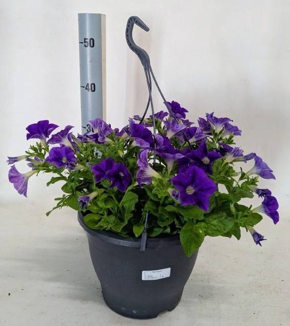 <h4>PET SKY BLUE SURFINI</h4>