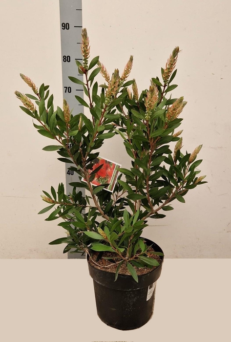 <h4>CALLIS CI SPLENDENS</h4>