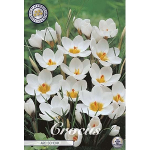 Crocus Chrysanthus Ard Schenk X10