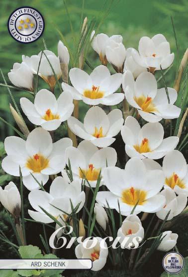 <h4>Crocus Chrysanthus Ard Schenk X10</h4>