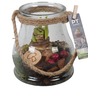 PTAA7577 Arrangementen Hippeastrum