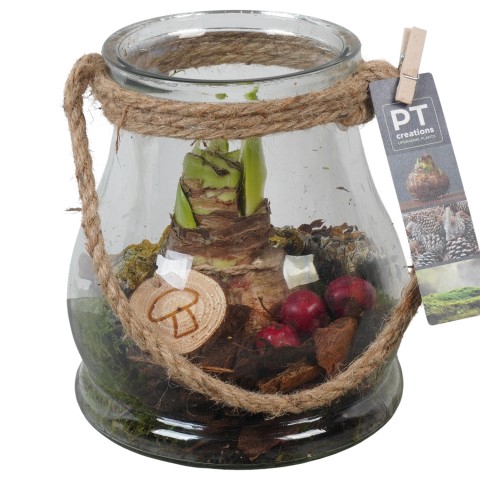 <h4>PTAA7577 Arrangementen Hippeastrum</h4>