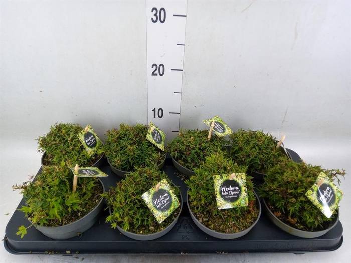 <h4>Hedera   ...</h4>