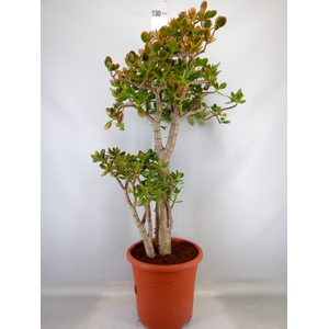 Crassula ovata 'Sunset'
