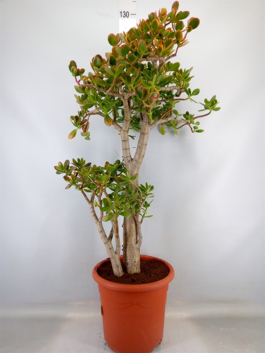 <h4>Crassula ovata 'Sunset'</h4>