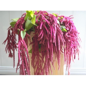 Amar Ca Love Lies Bleeding