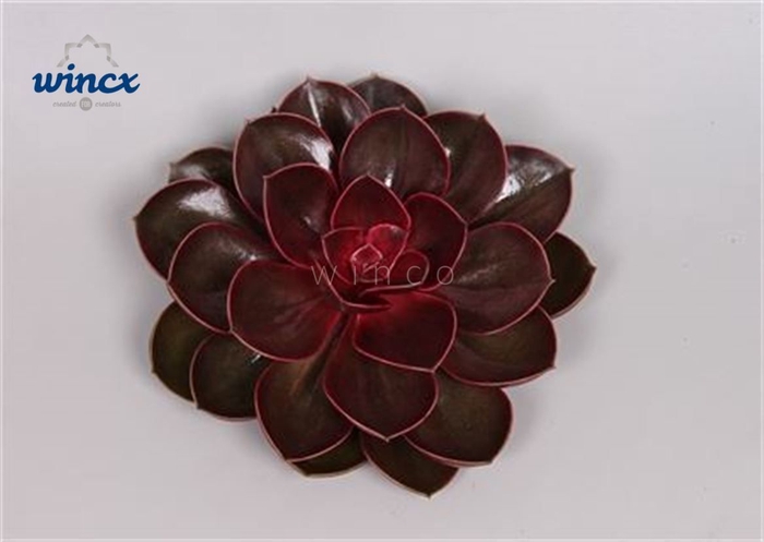 Echeveria Red Ruby Cutflower Wincx-12cm