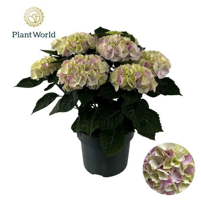 <h4>Hydrangea Bol Hi Diamond (Specialty)</h4>