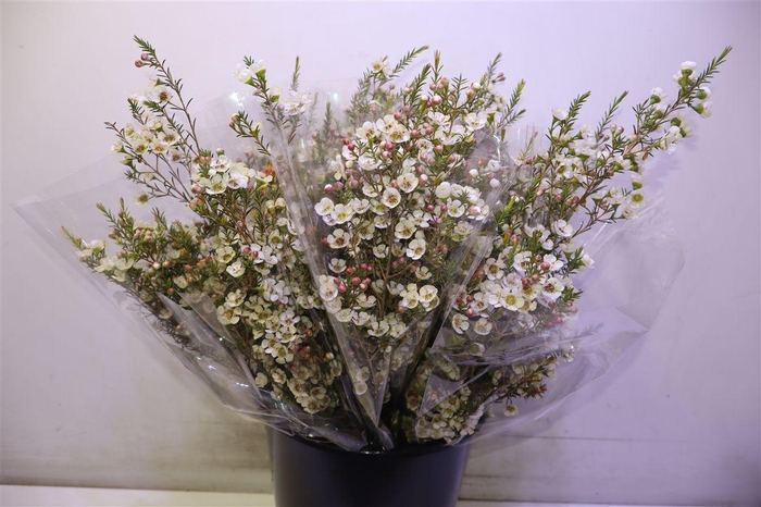 <h4>Chame Me Sirius</h4>