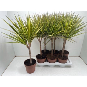 Dracaena marginata Sunray 17Ø 70cm 1pp