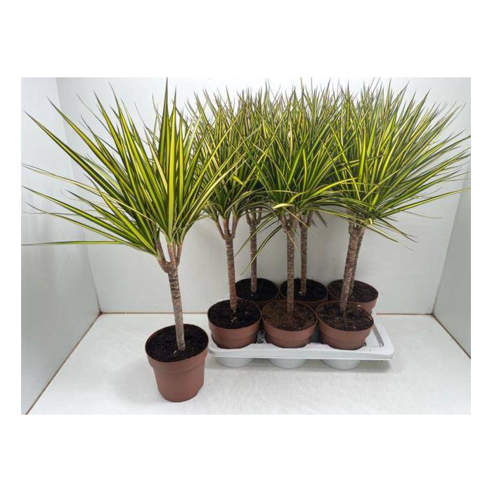 <h4>Dracaena marginata Sunray 17Ø 70cm 1pp</h4>