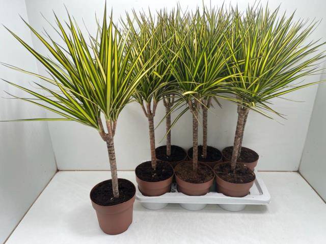 Dracaena marginata Sunray 17Ø 70cm 1pp