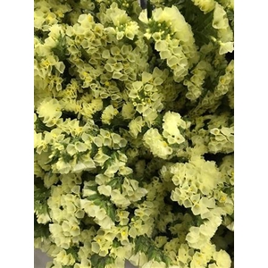 Limonium St Carnival Yellow