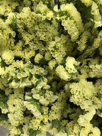 Limonium St Carnival Yellow