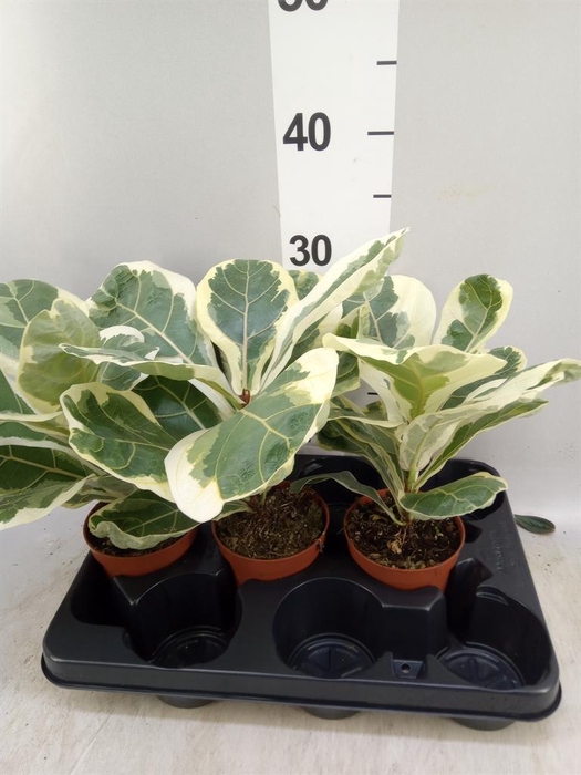 <h4>Ficus   ...</h4>