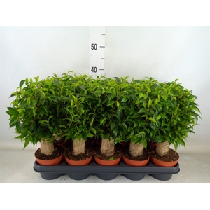 Ficus benja. 'Natasja'