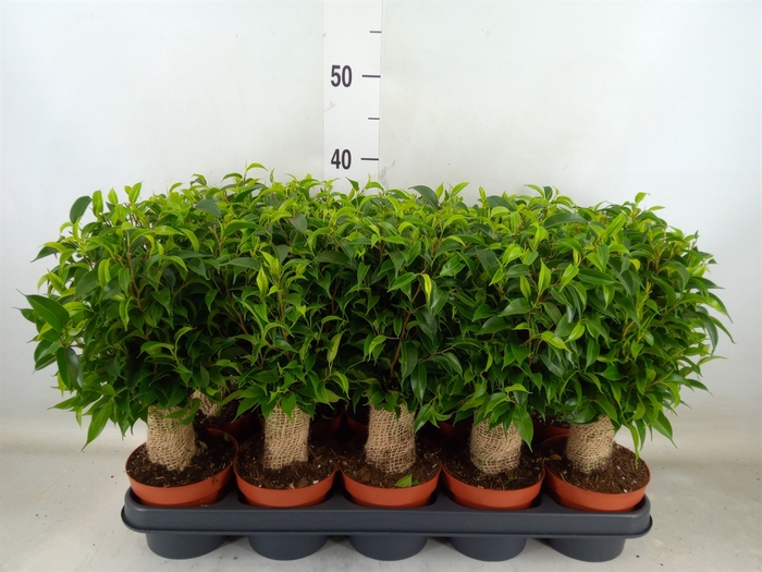 <h4>Ficus benja. 'Natasja'</h4>