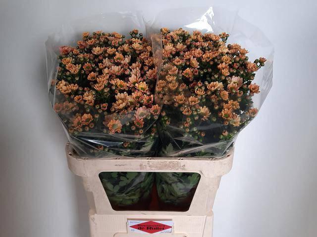 <h4>CHR S ROSSI PINK</h4>