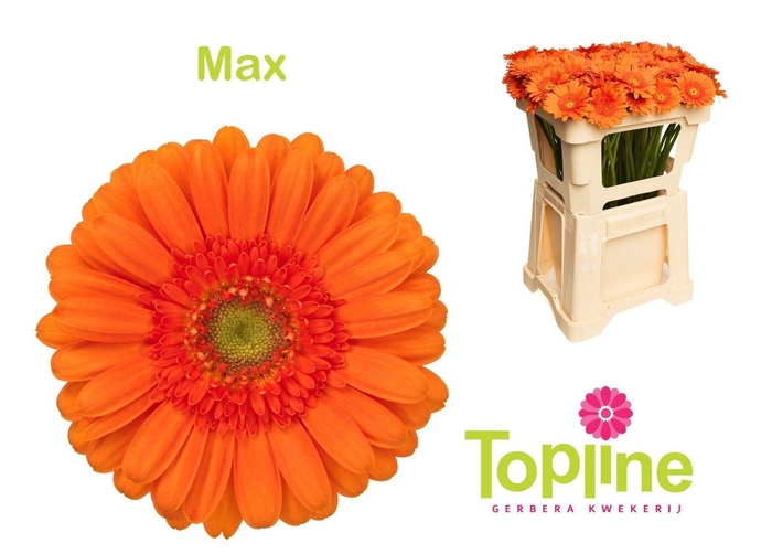 <h4>GERMINI MAX GE MI MAX</h4>