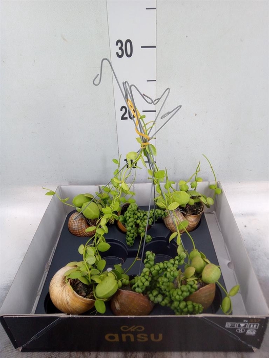 Dischidia nummul.