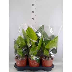 Philodendron  'Imperial Green'