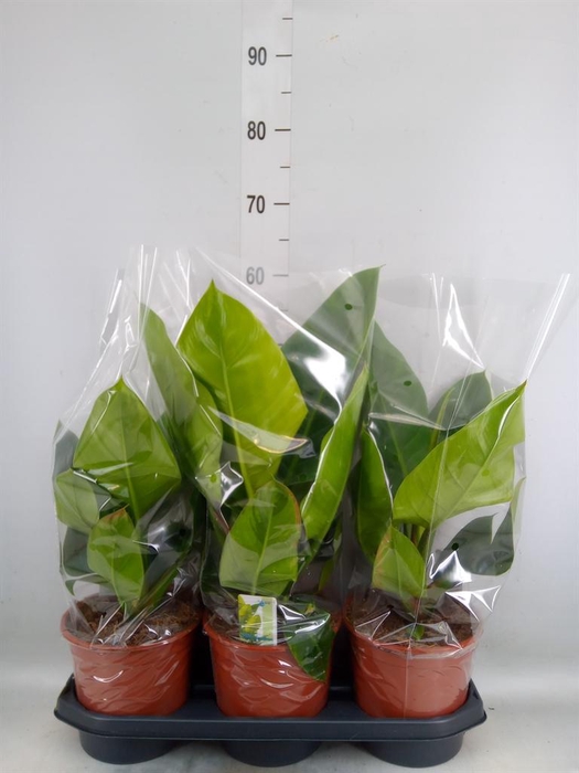 <h4>Philodendron  'Imperial Green'</h4>