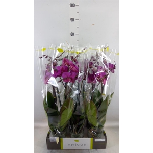 Phalaenopsis   ...lilac