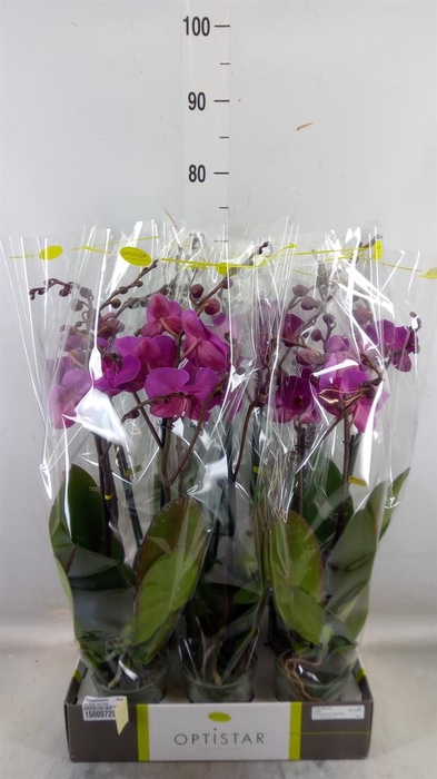 <h4>Phalaenopsis ...lilac</h4>