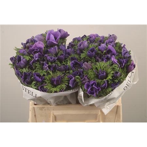Anemone Levante Blue