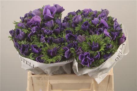 <h4>Anemone Levante Blue</h4>