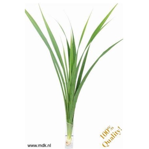 Pandanus Touffe Green