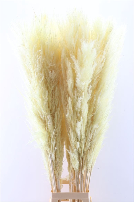 Dried Cortaderia Pastel Soft Yellow 120cm P Stem