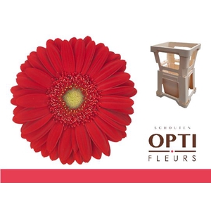 GE GR CARAMBOLE-Water