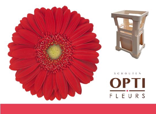 <h4>Gerbera Carambole Water</h4>