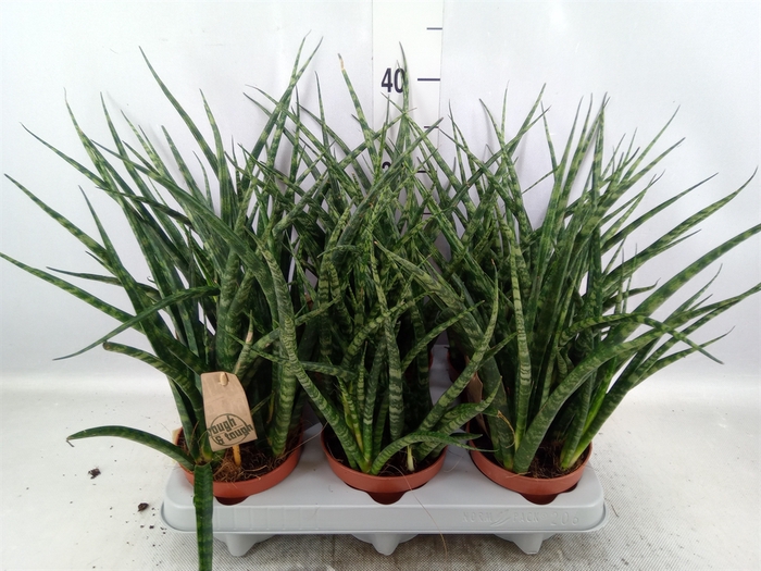 Sansevieria  'Fernwood'