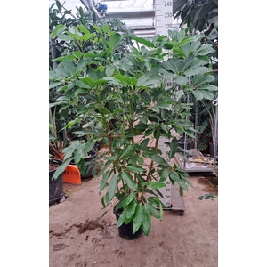 Schefflera actin. 'Amate'