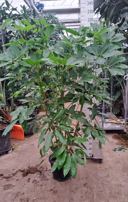 <h4>Schefflera actin. 'Amate'</h4>