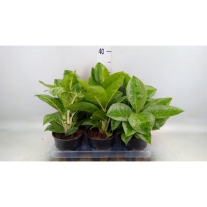 Aglaonema KB 'Lemon Mint'