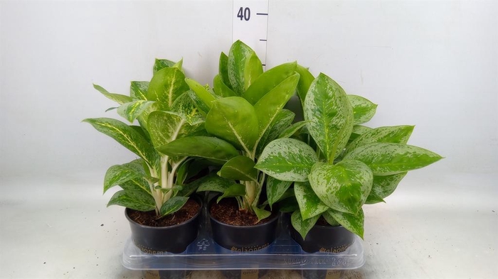 <h4>Aglaonema KB 'Lemon Mint'</h4>