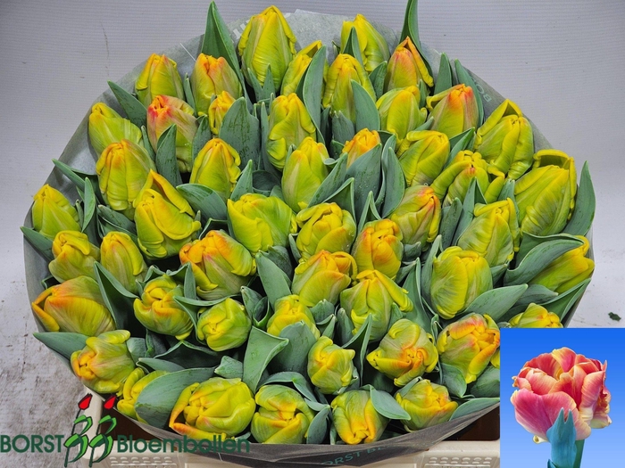 <h4>TU PA UNDERCOVER</h4>